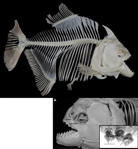 giant piranha extinct